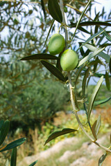 Closeup of Branches With Olive Fruit