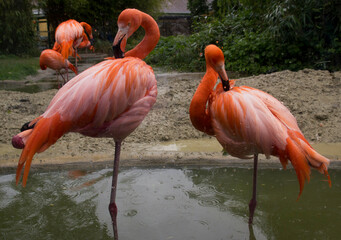 Pink flamingo. Beautiful birds.
