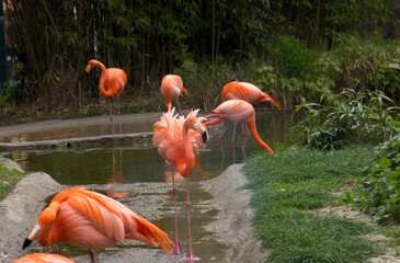 Pink flamingo. Beautiful birds.