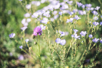 flowers in the meadow