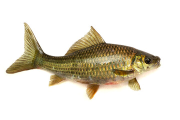 (Osteochilus vittatus) Nilem Bonylip barb fish on white background