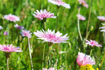 Wild flowers in the field of Greece