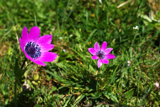 Wild flowers in the field of Greece.