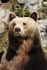 Closeup photo of Grizzly Bear 