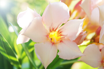 Pink flower in the Soft Кays of the Sun