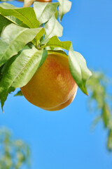 Fresh Peach Fruit on Tree Growing. Peach on a Branch