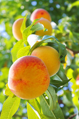 Fresh Peach Fruit on Tree Growing. Peach on a Branch