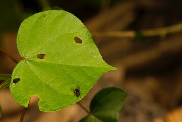 A Hibiscus tiliaceus leaf with many holes and a fly, in shallow focus