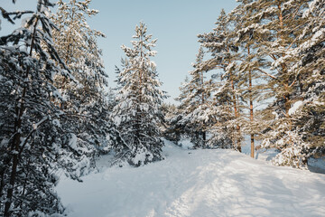 scenic snow covered pine trees
