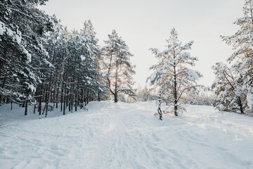 snow covered forest in winter