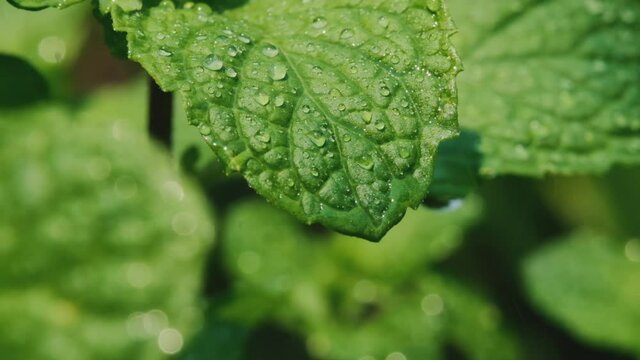 macro close-up green fresh leaf mint berbs with water drops falling on leaves in nature background
