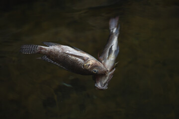 Fish kill, Caused by water Pollution, effects of pesticides and herbicide on environment 