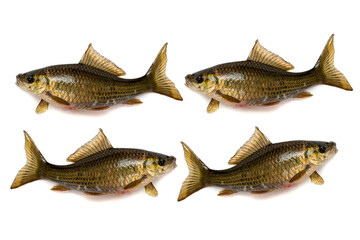 (Osteochilus vittatus) Nilem Bonylip barb fish on white background