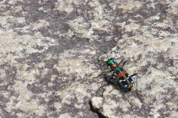 ハンミョウ（Cicindela japonica）