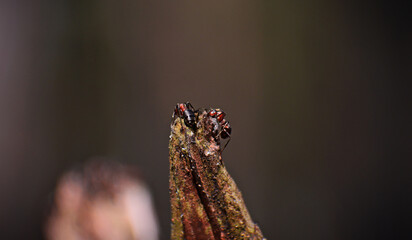 forest
