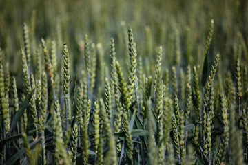 Close up of field of wheat