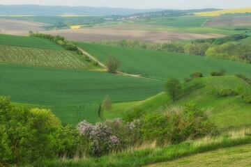 krajobraz Moraw południowych, wśród pól drzewa owocowe, winorośla i fioletowy krzak bzu