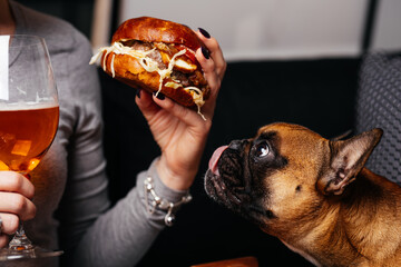 French bulldog looking at delicious burger in girls hands - 418691055