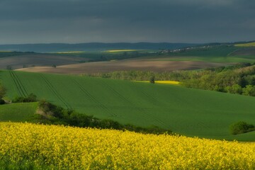 Wiosenny krajobraz z kolorowymi polami zbóż i rzepaku, widać ślady traktora opryskującego chemikaliami zboża, krajobraz południowych Moraw