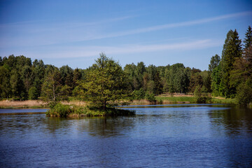 Small island with a tree on a lake in the forest