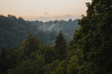 Fog in the mountain forest