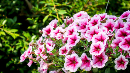 SURFINIA FLOWERS, Surfinia is actually a kind of hanging petunia.
