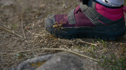 A spider in my boot