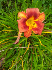 red and yellow flower
