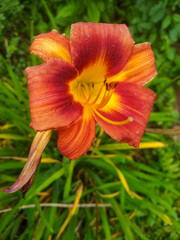 orange tiger lily flower