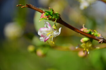 buds on a branch