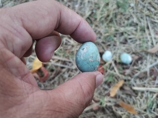 A man holding a blue bird egg on the lawn