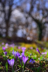spring flowers in the forest