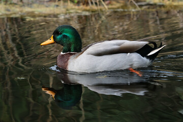 Duck on the water