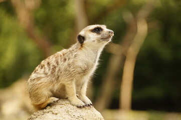 Erdmännchen