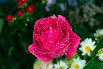 rose flower in roses garden