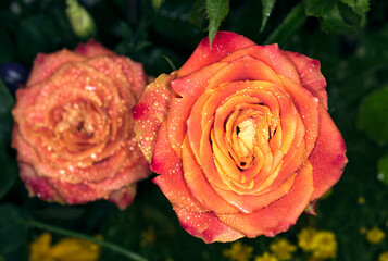 rose flower in roses garden