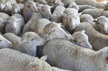 Fototapeta premium flock of sheep