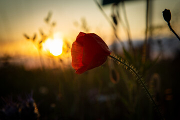 Mohnblume im Sonnenuntergang