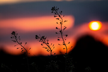 Hirtent&auml;schle im Sonnenuntergang
