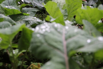 rain dropped on collard greens in a cold rainy day