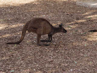 Two wallabies eating 