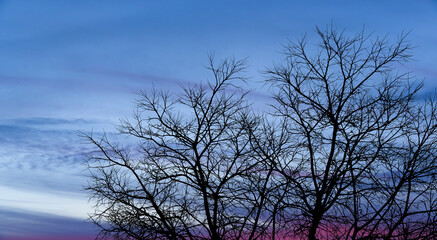 front view, silhouette tree branches standing in front of cloudy sky background at sunset