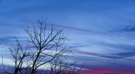front view, silhouette tree branches standing in front of cloudy sky background at sunset