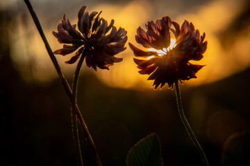 Klee im Sonnenuntergang