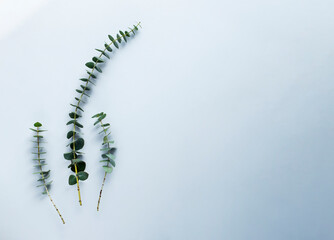 Eucalyptus branches on grey background. Image with copy space