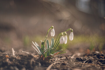 snowdrops are blooming in the spring in the park. Snowdrops or common snowdrop (Galanthus nivalis). Snowdrops after snow melt. Selective focus, blurred background