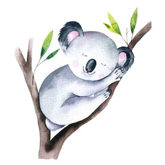 Watercolor baby Koala illustration, hand painted sleeping koala  © Anna