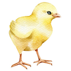 Watercolor chick illustration, hand painted chick, baby chicken