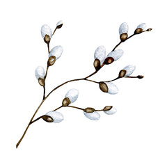 Watercolor easter willow illustration, hand painted willow