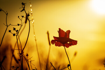 Mohnblume im Sonnenuntergang